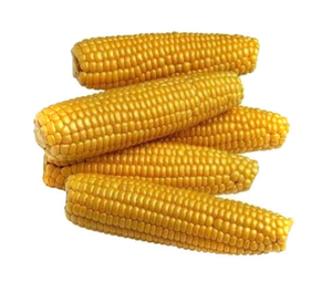 Maíz Amarillo Seco al Aire Sin OMG, Maíz Blanco - Empacado a Granel, Proceso de Horneado, Venta al Por Mayor - Product Image 1