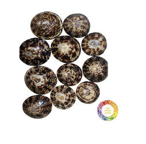 Conchas marinas de Lapa pulidas de primera calidad: belleza natural del océano para exportación y decoración global. - Product Image 1