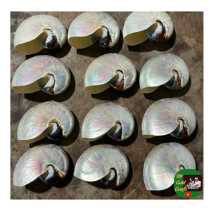 Cellana Nautilus pulida al por mayor, conchas marinas espirales decorativas naturales para decoración de interiores y artesanías - Product Image 2