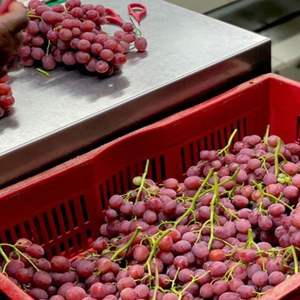 องุ่นไร้เมล็ดแดงสดพรีเมียม - คุณภาพส่งออกเกรด 1 - องุ่นหวานคุณภาพสูงสำหรับรับประทาน ขายส่ง - Product Image 4
