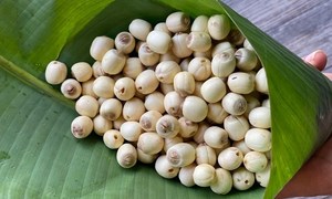 เมล็ดบัวขาวแห้งเวียดนาม สำหรับลดความเครียดและช่วยให้นอนหลับดี อายุการเก็บรักษา 24 เดือน สินค้าเกษตรส่งออกจำนวนมาก - Product Image 5