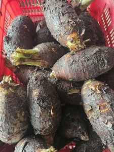 Cubes de racine de Taro en dés IQF fabriqués au Vietnam avec la meilleure qualité d'exportation - Product Image 3