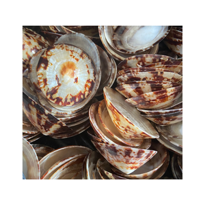 99 GD ให้ในเปลือกหอยขนาดใหญ่เปลือก limpet สำหรับการส่งออก: ความหลากหลายของขนาดและรูปทรงต้นกำเนิดในเวียดนาม - Product Image 1