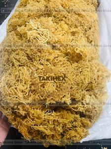 มอสทะเล/สาหร่ายอบแห้ง100% ธรรมชาติตะไคร่น้ำทะเลสีทองจากเวียดนาม - Product Image 4