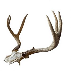 Cuernos de ciervo rojo natural a la venta a precio de mayorista, de origen ético y alta calidad. - Product Image 1