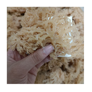 Ingrédient de salade de mousse de mer séchée Mousse de mer irlandaise Eucheuma Cottonii Algues propres Grande taille Qualité supérieure disponible - Product Image 1