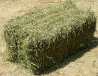 Foin d'alfalfa séché de haute qualité, cubes, aliments déshydratés, alimentation animale pour bovins, chevaux, porcs, poissons, chiens, qualité alimentaire, 25 kg/sac