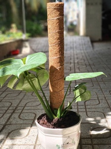 เสาใยมะพร้าวธรรมชาติ - ที่ค้ำยันสำหรับพืชเลื้อยได้ ทนทาน - Product Image 2