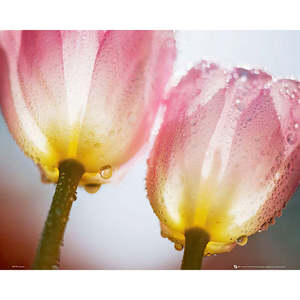 Póster de tulipanes impresos digitalmente con diseño de rocío - Product Image 1