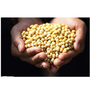 Fabrication en vrac d'aliments pour animaux à base de soja et de maïs, farine de poisson en vente, farine de poisson / farine de poisson séchée à la vapeur, 60% de protéines / farine de poisson sèche - Product Image 1