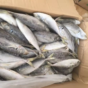 Sea Frozen Whole Round Jack mackerel / Horse mackerel Fish para la venta de cebo Big Eye SCAD Round SCAD China Seafoods - Product Image 4
