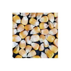 Top Sale yellow seed popcorn maize non-gmo best popcorn Kernels popping corn raw maize seeds organic popping corn for sale