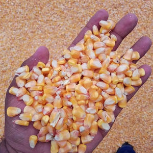 Maíz amarillo seco de grado 2, listo para enviar, gran oferta, no transgénico, apto para consumo humano y alimentación animal - Product Image 1