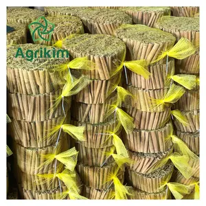 #1 kualitas Vera Cassia Herbal tunggal & rempah-rempah kualitas terbaik musim baru dari Vietnam harga grosir siap untuk dikirim + 84 359313086