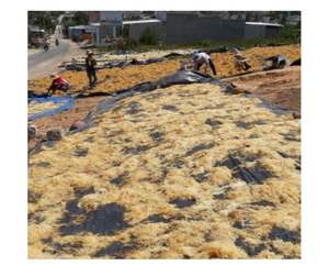 Algues Cottonii de haute qualité à vendre avec de grandes quantités prêtes à être exportées-Algues Cottonii de qualité supérieure du fournisseur du Vietnam - Product Image 1