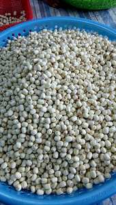 เมล็ดบัวแห้งธรรมชาติขายส่ง เมล็ดบัวขาวจากเวียดนาม - Product Image 3