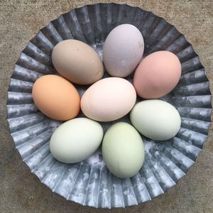 Proveedor mayorista de huevos de gallina frescos de granja, huevos de mesa marrones y blancos, huevos de mesa frescos marrones y blancos / huevos de gallina frescos - Product Image 6