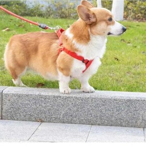 Bolsa de Lona Oxford Cuadrada de Lujo Especializada con Cierre de Cremallera para Perros, Hecha en Vietnam - Product Image 4