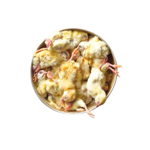 Poussins d'un Jour Congelés de Qualité Supérieure Soigneusement Conservés pour l'Alimentation du Bétail et de la Faune Sauvage - Product Image 5