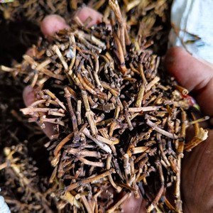 Tallos de clavo de Ceilán de grado de la mejor calidad 100% naturales y puros secos y procesados crudos para venta al por mayor en Sri Lanka - Product Image 6