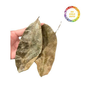 Hojas de Guanábana secas orgánicas de Vietnam, producto de hoja tropical ecológica para exportación y suministro a granel - Product Image 6