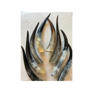 Cuerno de vaca al por mayor suministrado para grandes compradores y distribución a gran volumen - Product Image 2