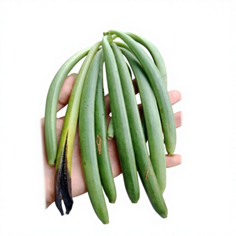 TOP Organic 1 Grade Dried Vanilla
