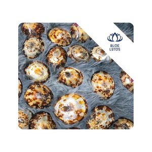 เปลือกหอยลิมเพตขายดีที่สุด ใช้สำหรับงานฝีมือ งานประกอบ งานแสดง และงานออกแบบ สำหรับตลาดส่งออก ผู้ซื้อจากเวียดนาม - Product Image 1