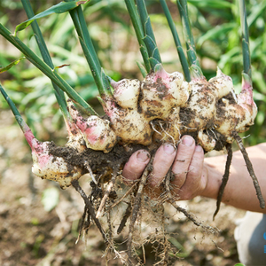 ข่าแช่แข็ง/Alpinia officinarum - Product Image 5