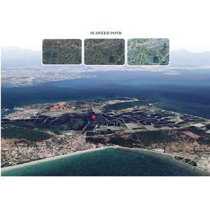 Okinawa-Aperitivo de Uvas Marinas Deshidratadas, Caja de 240g, 12 Paquetes de Algas Nutritivas de Vietnam, Precio Al por Mayor, Uvas Marinas Frescas - Product Image 6