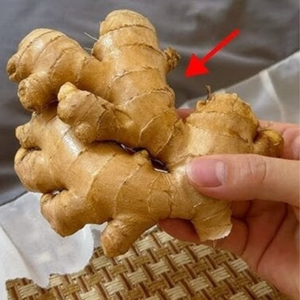 Gingembre frais du Vietnam | Saveur aromatique et épicée idéale pour la transformation des aliments - Product Image 1