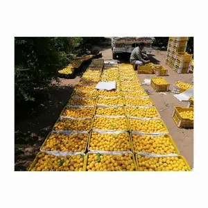 High Quality Fresh <b>Apricot</b> <b>Dried</b> Sweet <b>Apricot</b> with AD Water Preservation Bulk Packaging Supplier - Product Image 1