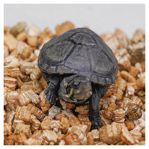 Acondicionador de suelo, vermiculita, aditivo alimenticio, crudo, horticultura Industrial expandida, <span class=keywords><strong>Curso</strong></span> de polvo, césped, ropa de cama para incubación de mascotas - Product Image 6