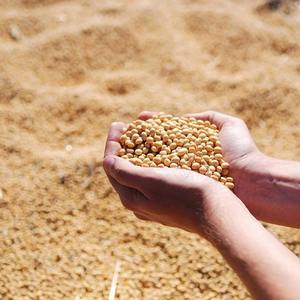 Compre harina de soja orgánica de la mejor calidad para alimentación animal Entrega rápida Calidad premium a bajo precio de fábrica Ofertas al por mayor - Product Image 5