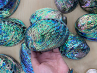 Grande coquille d'ormeau polie 4.3-5.1 pouces/11-13cm, coquillage d'ormeau cru naturel intact, décoration côtière
