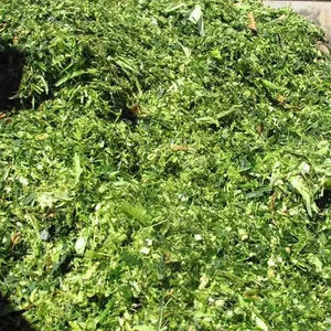 ENSILADO DE MAÍZ PRODUCIDO DE VIETNAM/LA MEJOR SOLUCIÓN PARA SU ANIMAL CON DIGESTIÓN/MEJOR PRECIO - Product Image 2