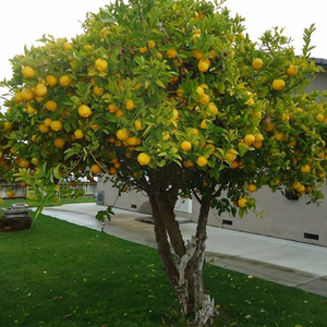 5 kg di lupini biologici agrumi naturali limone frutta deliziosa per piante pentole - Product Image 3