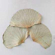 สมุนไพรจากใบบัวอบแห้งสมุนไพรธรรมชาติสำหรับการใช้ชีวิตที่สะอาดและการสนับสนุนภูมิคุ้มกัน - Product Image 5