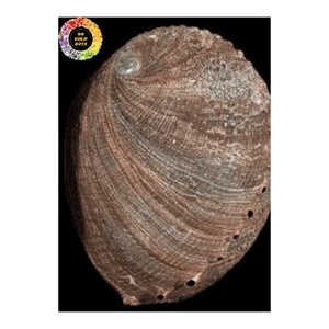 Belle coquille d'ormeau naturel pour les projets d'artisanat artistique coquille de mer décor à la main artisanat naturel coquillage bricolage bleu - Product Image 1