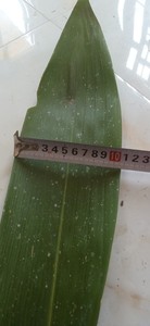 Feuilles de bambou séchées du Vietnam, feuilles séchées de haute qualité, vente en gros, idéal pour les matériaux d'emballage et les applications artisanales - Product Image 6