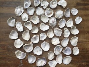 Concha de mar cruda de Vietnam para decoración a granel hermosa forma // Sra. Beatrix - Product Image 4