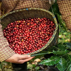 Producto agrícola de café en polvo de alta calidad de Vietnam en suministro a granel - Product Image 5