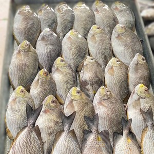 Poisson entier congelé au prix compétitif, lapin sauvage du Vietnam, IQF, emballé sous vide, produits de la mer exportés, durée de conservation de 24 mois - Product Image 6