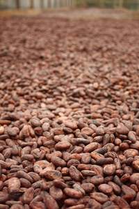 Cacao calidad premium Cacao natural Cacao en grano de África occidental proveedores al por mayor - Product Image 4