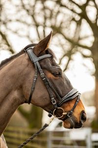 Brida de caballo de cuero genuino colorido de lujo en la India Brida de caballo de cuero genuino multicolor caliente tamaño completo - Product Image 2