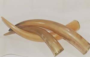 Cuernos de vaca cruda de calidad a la venta a precio barato/Cuerno de vaca cruda - Product Image 3