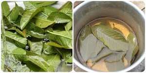 Hojas de guayaba secas de calidad seleccionadas a mano, secas a la perfección y con un precio para el máximo valor para el cliente, 100% naturales en VIETNAM - Product Image 5