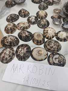 เปลือกหอยธรรมชาติสำหรับตกแต่งชายฝั่งและงานฝีมือ ทนทานต่อการใช้งานซ้ำ ผลิตด้วยมือ 100% |   โรงงานส่งออก - Product Image 6