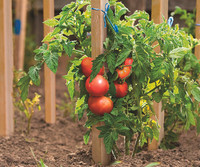 Bois de pin carré de 1.1 mètres de long-Résineux de qualité supérieure, séché au four, idéal pour la décoration intérieure et le travail du bois