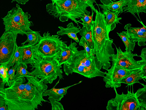 <span class=keywords><strong>Microscope</strong></span> motorisé BS-2083 Bestscope avec <span class=keywords><strong>microscope</strong></span> de recherche de pathologie à changement d'objectif - Product Image 6